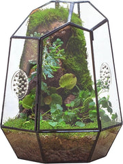 Terrario in Vetro Geometrico con Porta e 2 Fori di Aerazione per Insetti Succulente Cactacee - Vaso di Vetro Nero con Alloggiamento Irregolare - Decorazione di Giardino Indoor Casa 20x17,5x25
