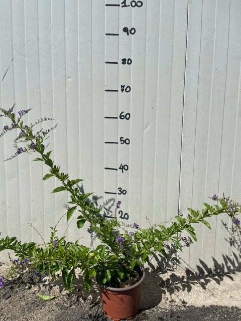 Pianta Duranta repens vaso 20 cm foto reali