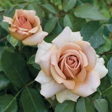 Rosa Mokarosa: eleganza dai toni caffè e fioritura raffinata e originale