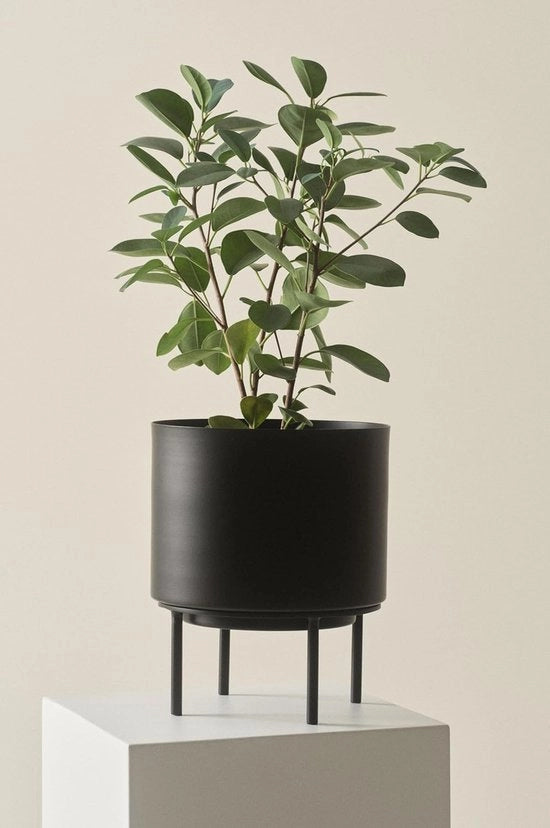 Vaso di ghisa nero per piante - altezza 26 cm