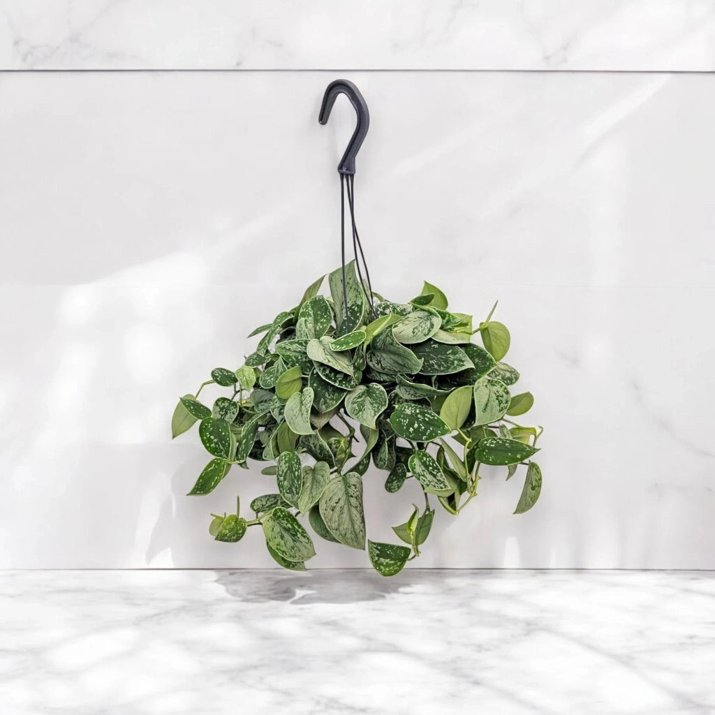 Gardenaria Scindapsus pictus 'Silvery Ann' - Pianta da interno ornamentale Altezza: 50 cm (vaso 15)