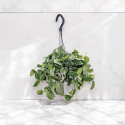 Gardenaria Scindapsus pictus 'Silvery Ann' - Pianta da interno ornamentale Altezza: 50 cm (vaso 15)