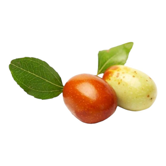 Pianta di GIUGGIOLO giuggiole ZIZIPHUS SATIVUS frutto grosso h 120 cm vaso 16 cm