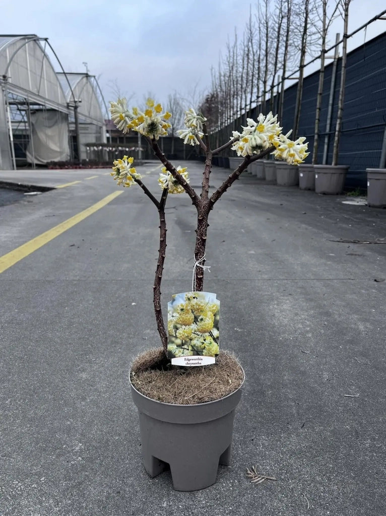 Gardenaria Edgeworthia chrysantha - Arbusto ornamentale da giardino Altezza: 40/60 cm (vaso19)