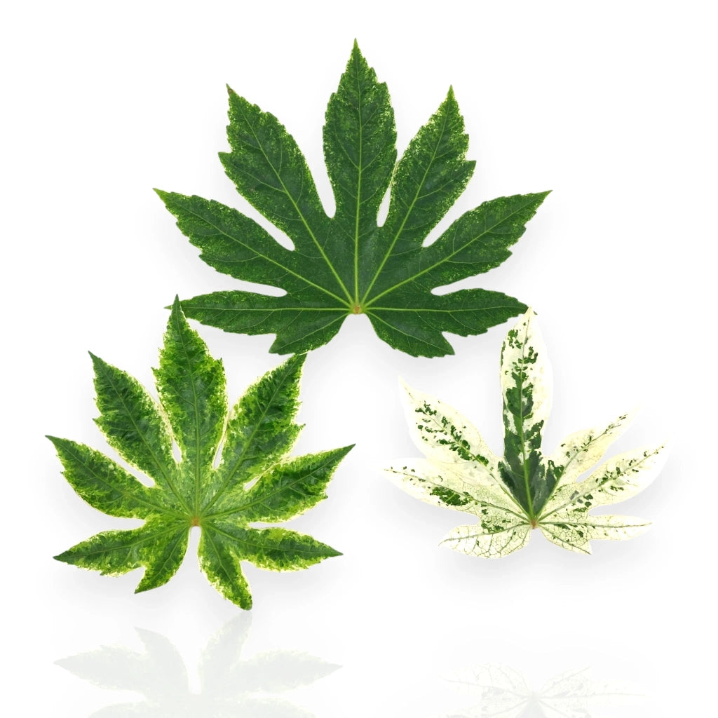 Gardenaria Fatsia japonica variegata (Aralia) - Pianta da interno ornamentale Altezza: 25 cm (vaso 12)