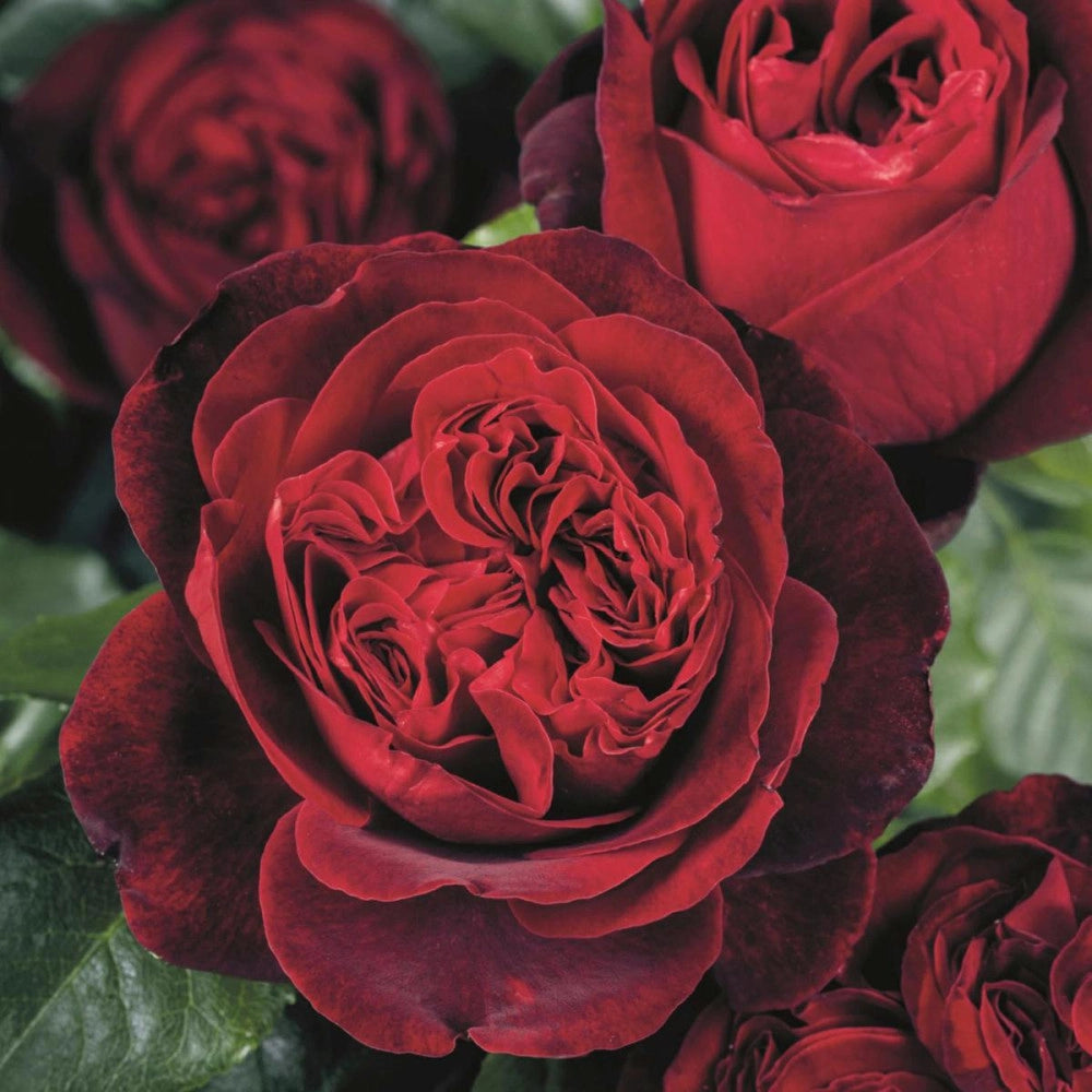 Pianta Rosa Admiral foto reali