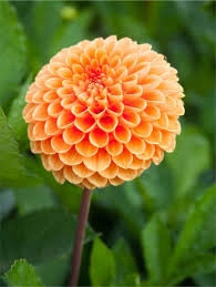 Bulbi di Dalia Ludwig Helfert Arancio – Decorativa brillante