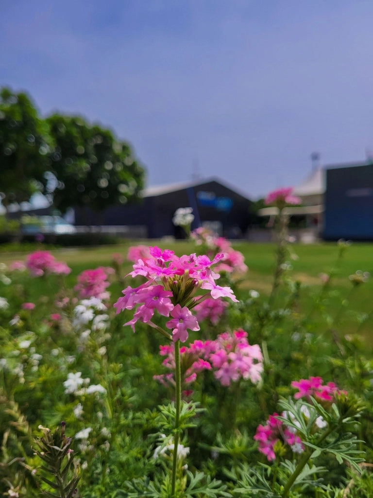 VERBENA ROSA VASO 18