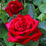 Rosa VELVET ALIBI ® - Pianta di fiore fiori Foto Reali