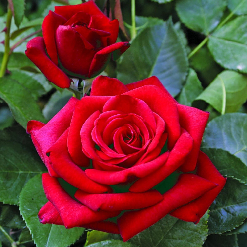 Rosa VELVET ALIBI ® - Pianta di fiore fiori Foto Reali