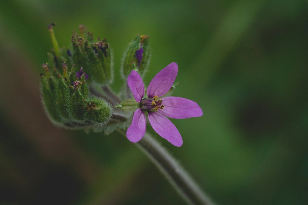 ERODIUM VARIABILE (BECCO DI GRU) VASO 18