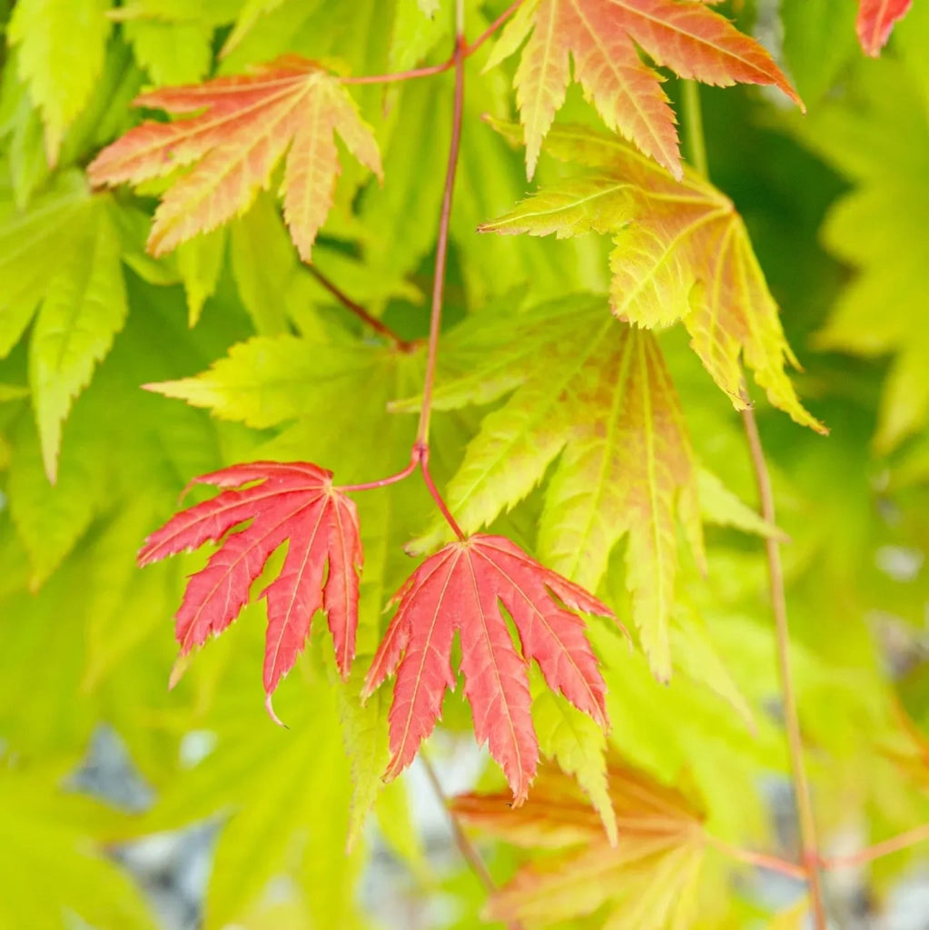 ACER SHIRASAWANUM VASO 19 Acero Giapponese Ornamentale
