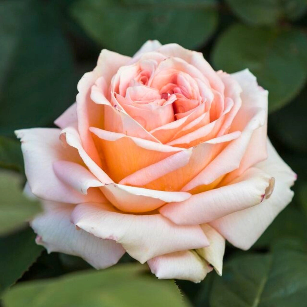 Gardenaria Rosa 'Lady Capri' - Rosa da giardino Altezza: 40/50 cm (vaso20)