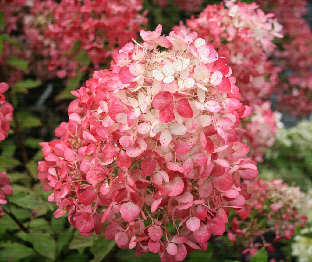 Gardenaria Ortensia - Hydrangea Paniculata 'Diamant Rouge' - Pianta acidofila ornamentale da esterno Altezza: 40/50 cm (vaso19)