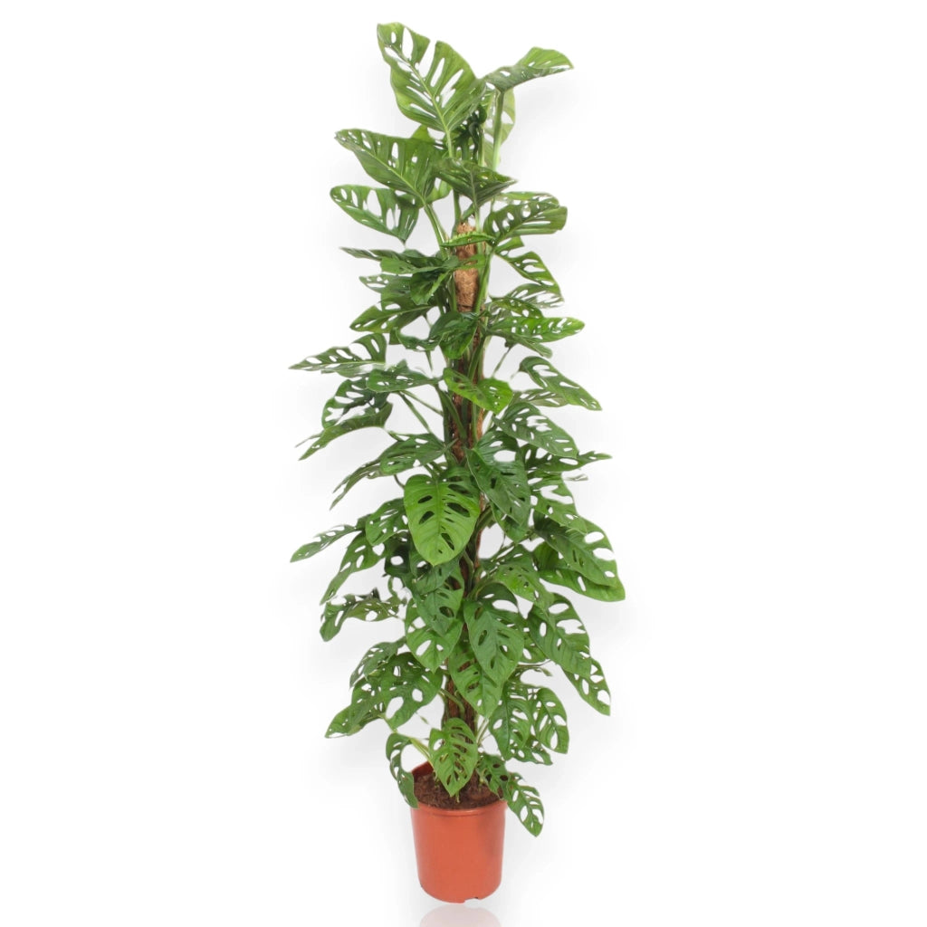 Gardenaria Monstera adansonii su tutore - Pianta da interno ornamentale Altezza: 160 cm (vaso 27)
