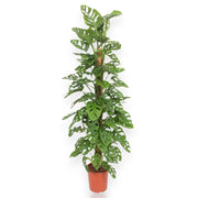 Gardenaria Monstera adansonii su tutore - Pianta da interno ornamentale Altezza: 160 cm (vaso 27)