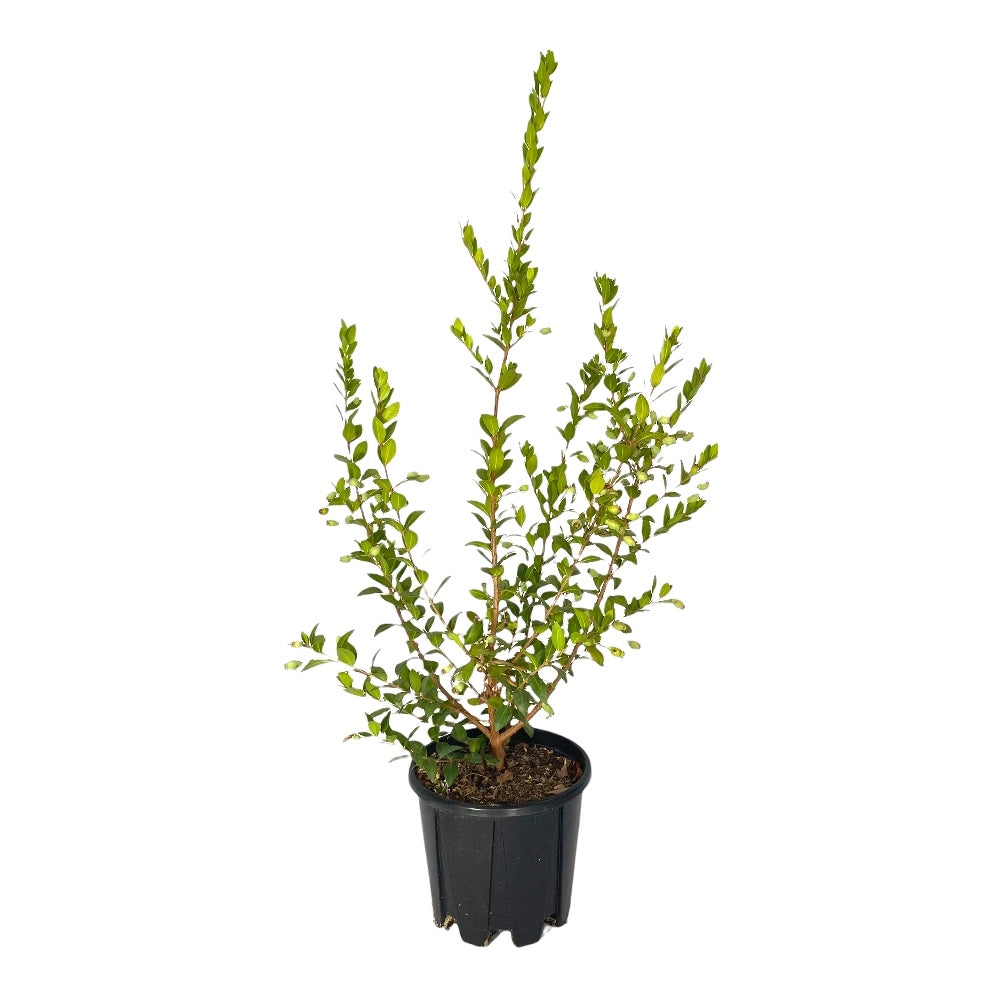 Pianta di MIRTO COMMUNIS Bacche nere fiore profumato VASO 16/18 CM FOTO REALE