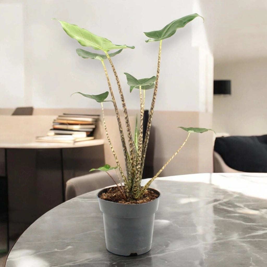 Gardenaria Alocasia zebrina 'Siberian Tiger' - Pianta da interno ornamentale Altezza: 55 cm (vaso 17)