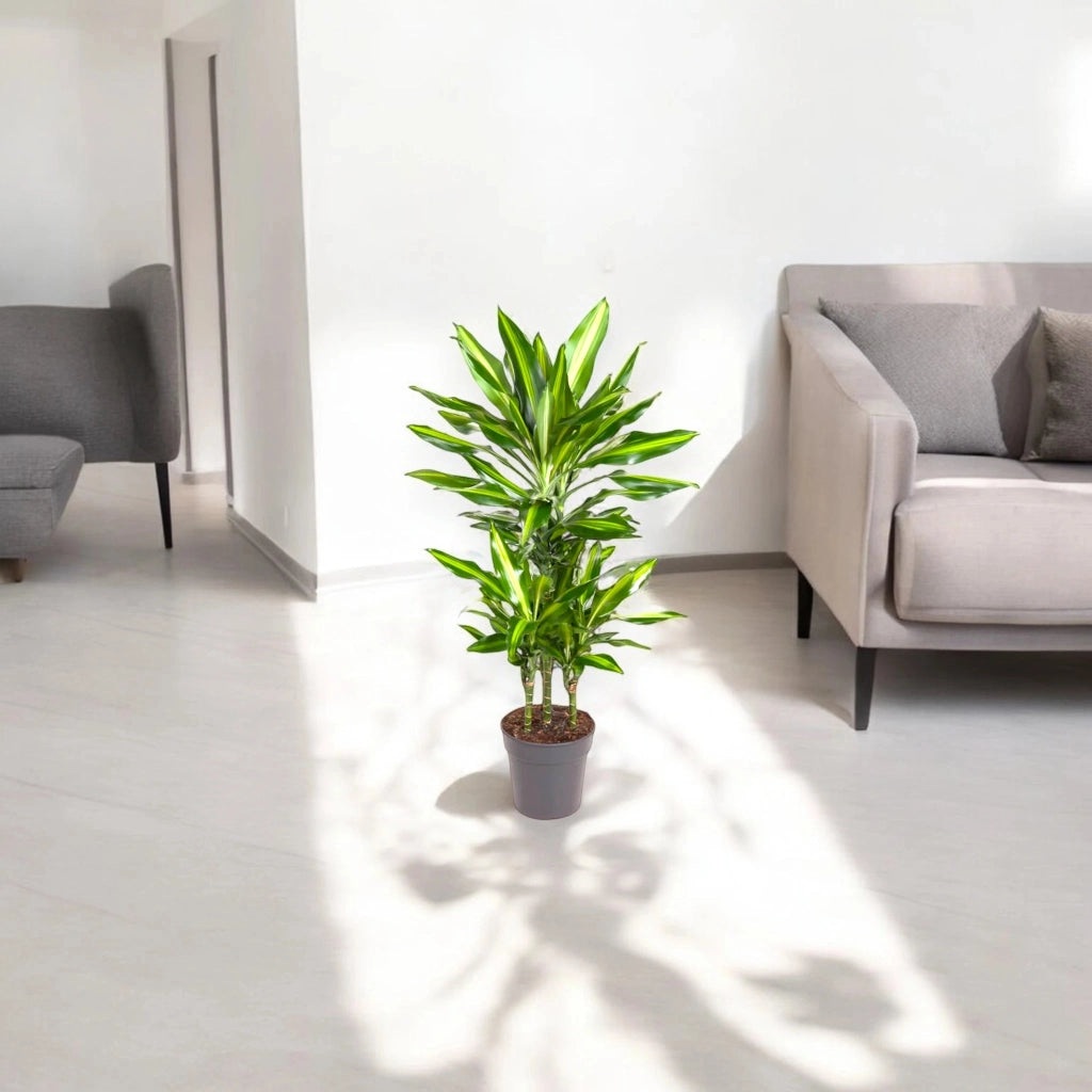 Gardenaria Dracaena fragrans 'Cintho' - Pianta da interno ornamentale Altezza: 100 cm (vaso 19)
