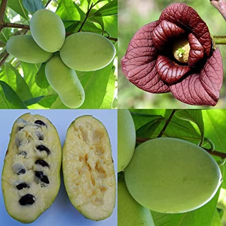 Pianta di Asimina Triloba Sunflower innestata AUTOFERTILE  h 60cm banano di montagna del nord foto reali
