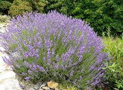 Pianta di Lavanda Lavandula profumo intenso fiore VIOLA  in vaso 14 cm AMDGarden