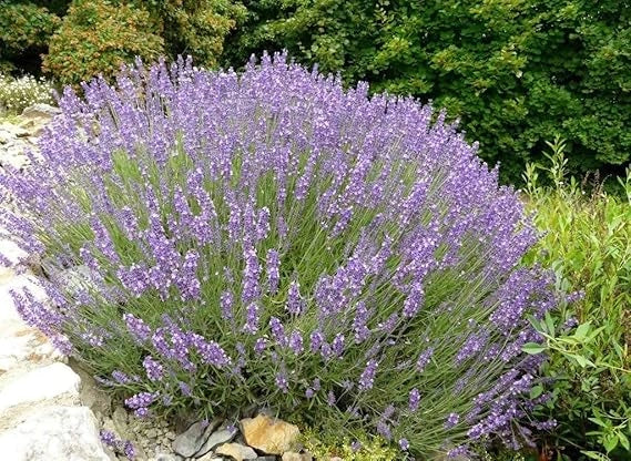Pianta di Lavanda Lavandula profumo intenso fiore VIOLA  in vaso 14 cm AMDGarden
