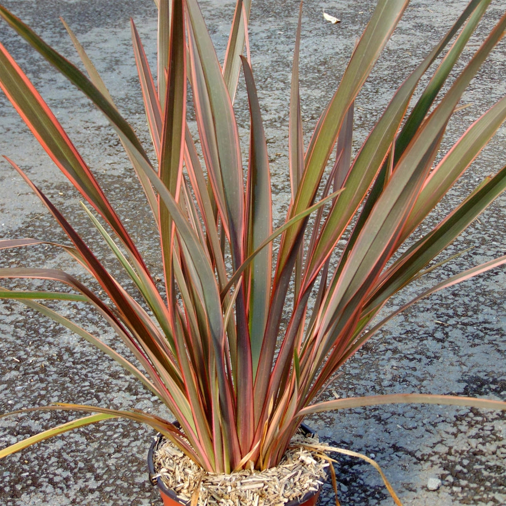 Phormium Sundowner – Pianta Sempreverde Ornamentale in Vaso 24 Decorativa