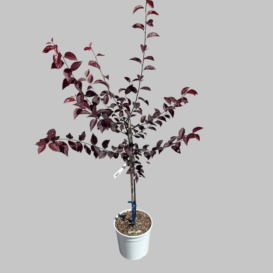 PRUNUS PISSARDI Ciliegio da fiore ROSA a alberello vaso16 H80CM FOTO REALE