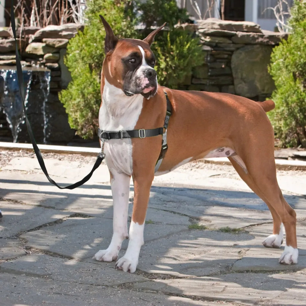 PetSafe Pettorina per Cani Easy Walk Misura S Nera 428425
