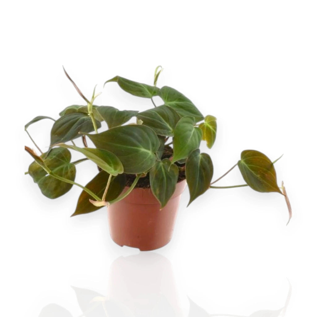Gardenaria Philodendron scandens - Pianta da interno ornamentale Altezza: 35 cm (vaso 20)