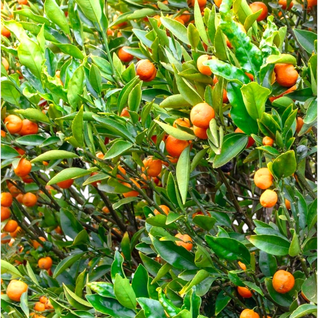Gardenaria Kucle - Citrus japonica × Fortunella - Pianta di agrume da frutto in vaso Altezza: 70/80 cm (vaso 22)