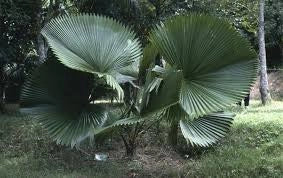 Licuala peltata h 200 cm in vaso 45 cm palma tropicale elegante