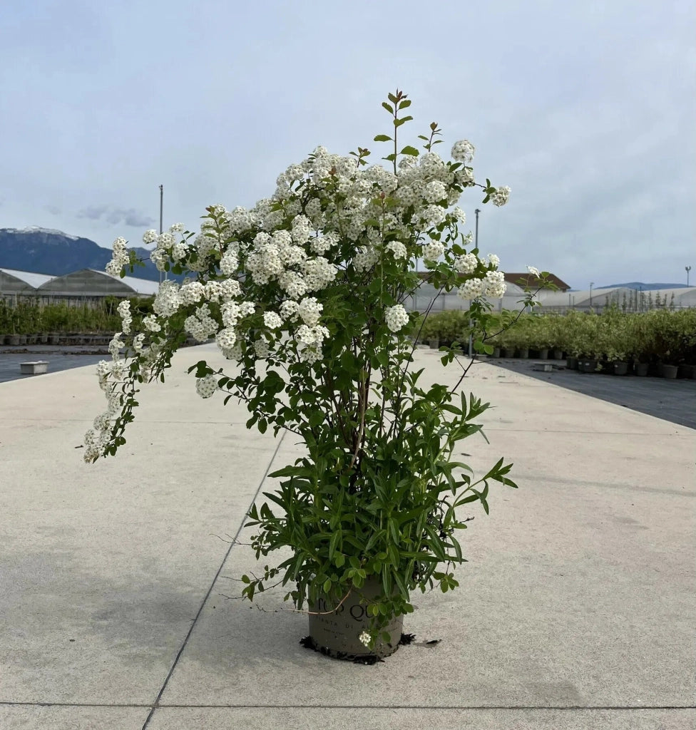 Gardenaria Spirea - Spiraea × vanhouttei - Arbusto ornamentale da giardino Altezza: 50/70 cm (vaso19)