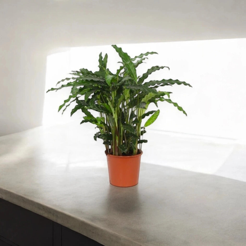 Gardenaria Calathea rufibarba - Pianta da interno ornamentale Altezza: 85 cm (vaso 19)