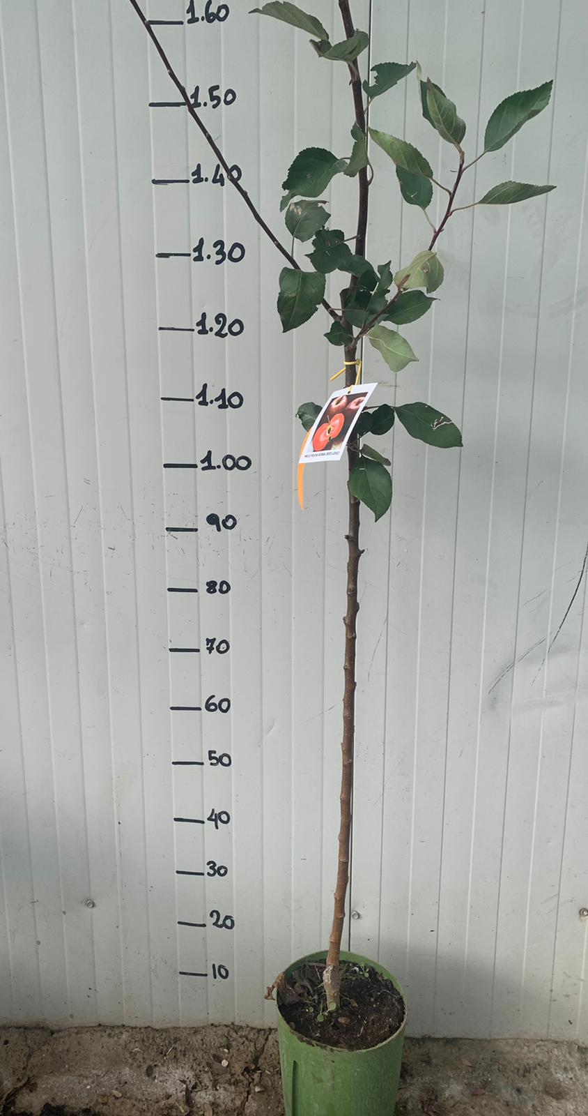 Melo red love polpa rossa H150 foto reali