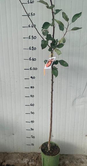 Melo red love polpa rossa H150 foto reali