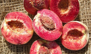 Pesco Sanguinella pesco a polpa rossa H160 foto reali frutto antico raro