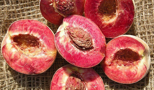 Pesco Sanguinella pesco a polpa rossa H160 foto reali frutto antico raro