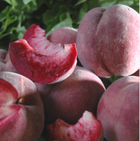 Pesco Sanguinella pesco a polpa rossa H160 foto reali frutto antico raro