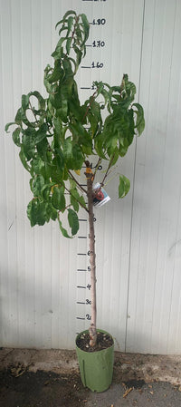 Pesco Sanguinella pesco a polpa rossa H160 foto reali frutto antico raro