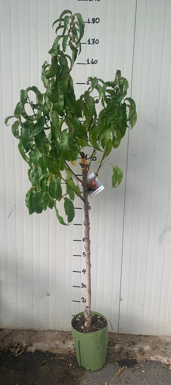 Pesco Sanguinella pesco a polpa rossa H160 foto reali frutto antico raro