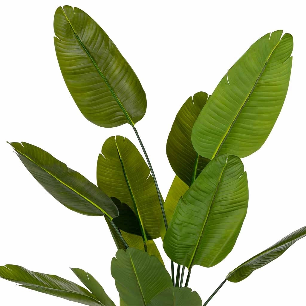 Sterlitzia decorativa artificiale verde 80x80x180