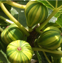 Pianta di fico a striscio fico variegato fico panachè foto reali H 60cm foto reali