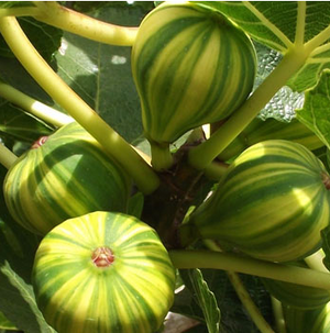 Pianta di fico a striscio fico variegato fico panachè foto reali H 60cm foto reali