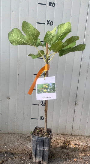 Pianta di fico a striscio fico variegato fico panachè foto reali H 60cm foto reali