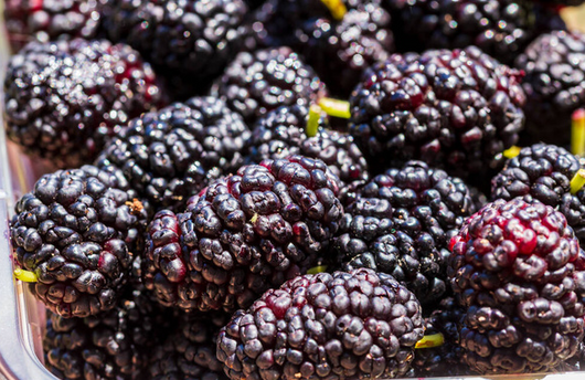 Gelso Pakistan nero  Morus Saharanpur gelso pakistano nero foto reali H 160cm