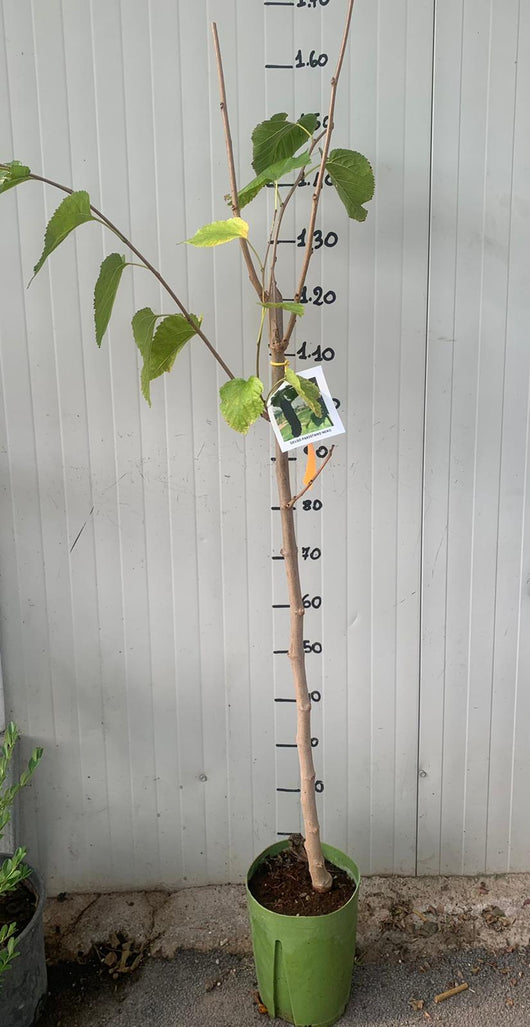 Gelso Pakistan nero  Morus Saharanpur gelso pakistano nero foto reali H 160cm