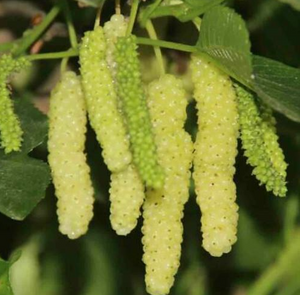 Gelso Pakistan bianco Morus Saharanpur gelso pakistano bianco foto reali H 160cm