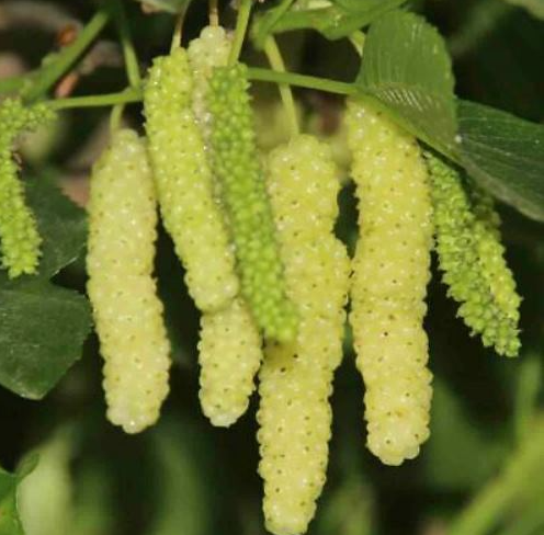 Gelso Pakistan bianco Morus Saharanpur gelso pakistano bianco foto reali H 160cm