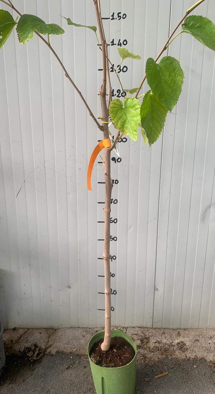 Gelso Pakistan bianco Morus Saharanpur gelso pakistano bianco foto reali H 160cm